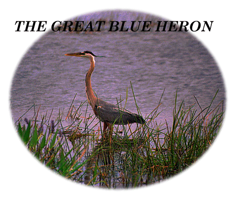 The great blue heron